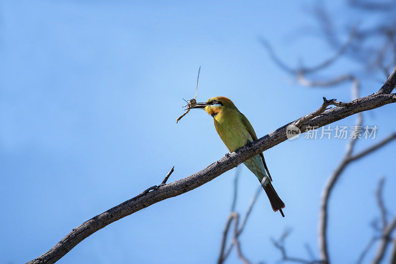 彩虹食蜂鸟(Merops ornatus)